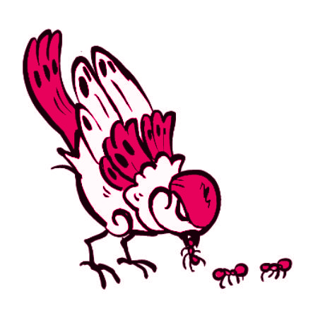 Ant Control | Sparrows Pest Control