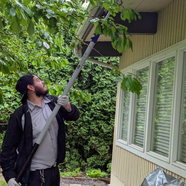 Bellingham Exterminator | Sparrows Pest Control