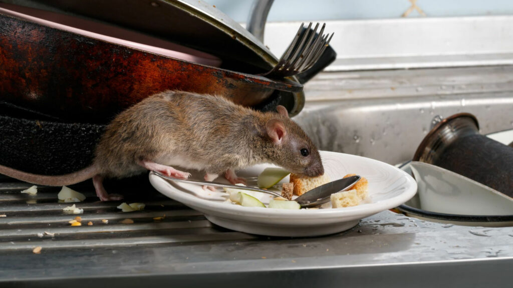 a rat on a pile of dishes in the kitchen