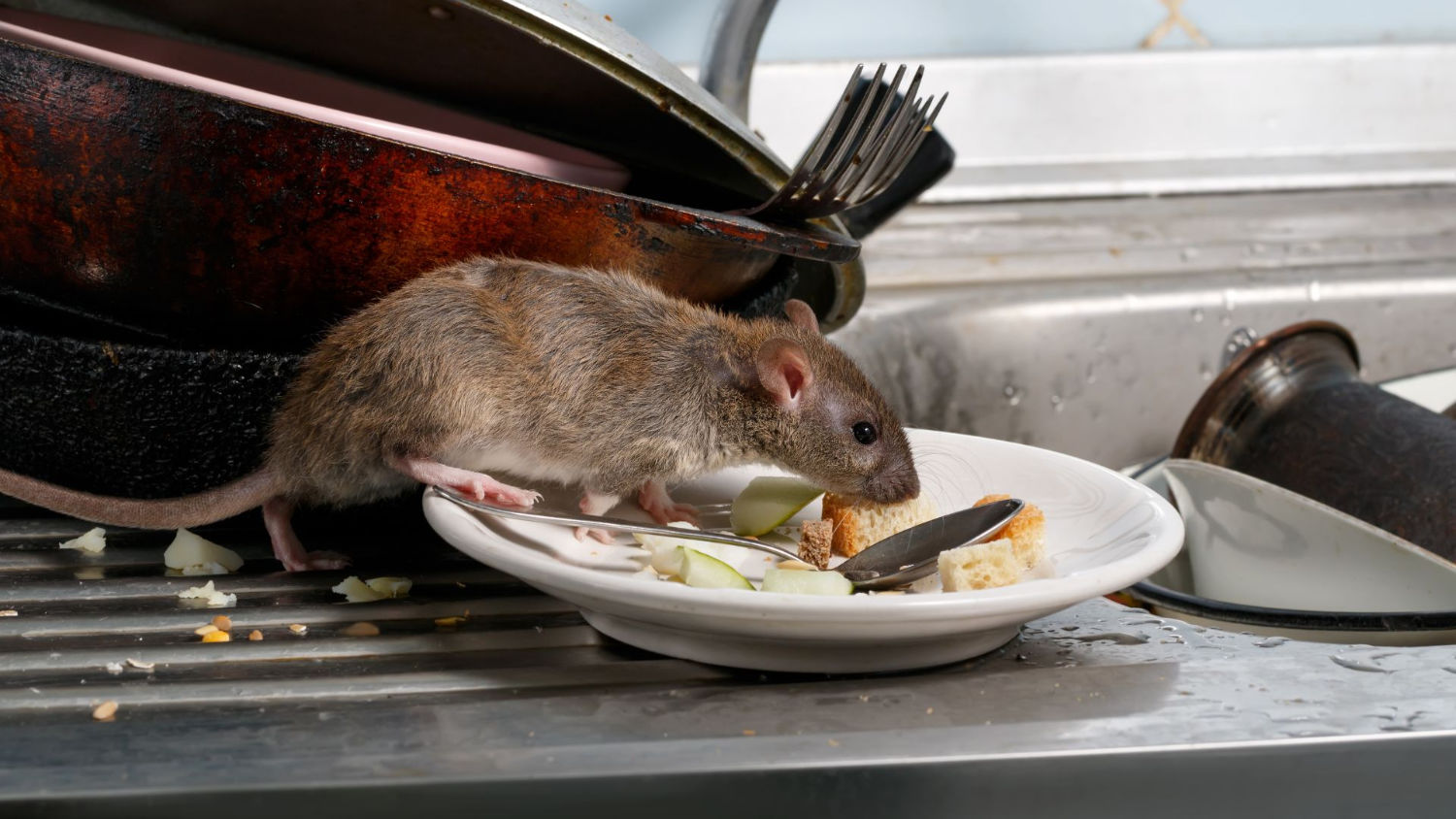 a rat on a pile of dishes in the kitchen