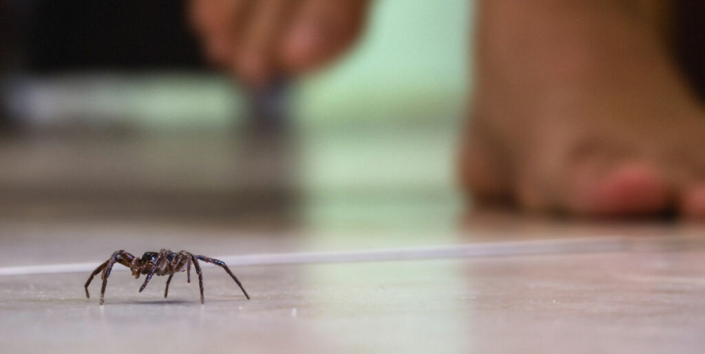 spider-control-whatcom-county
