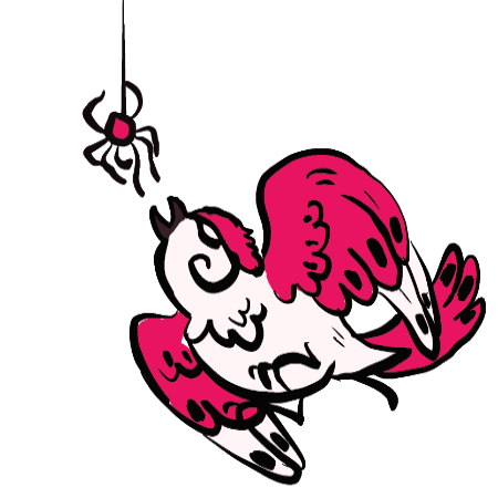 Spider Control | Sparrows Pest Control