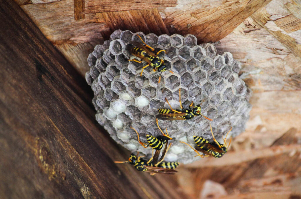 wasps making a hive on a house in whatcom county wa