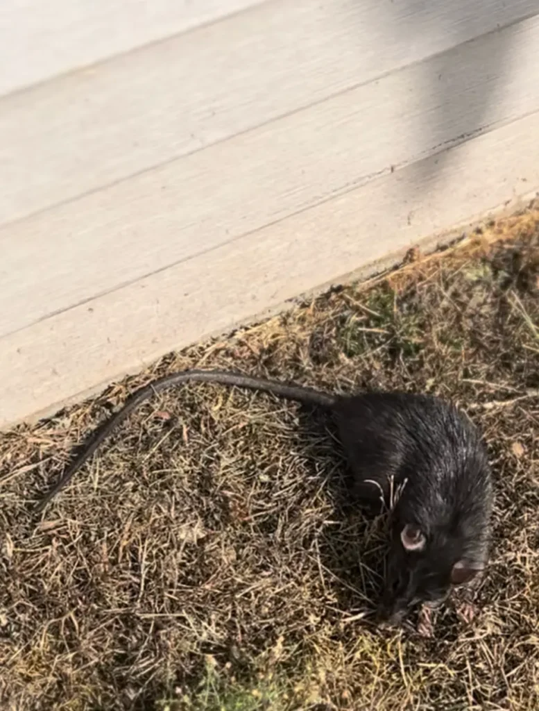 Rodent & Spider Control in the York Neighborhood