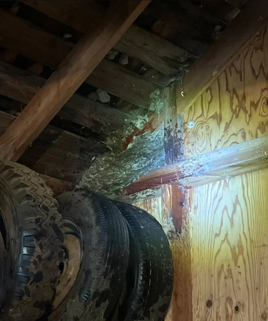 Emergency Wasp, Rodent & Spider Control in the York Neighborhood