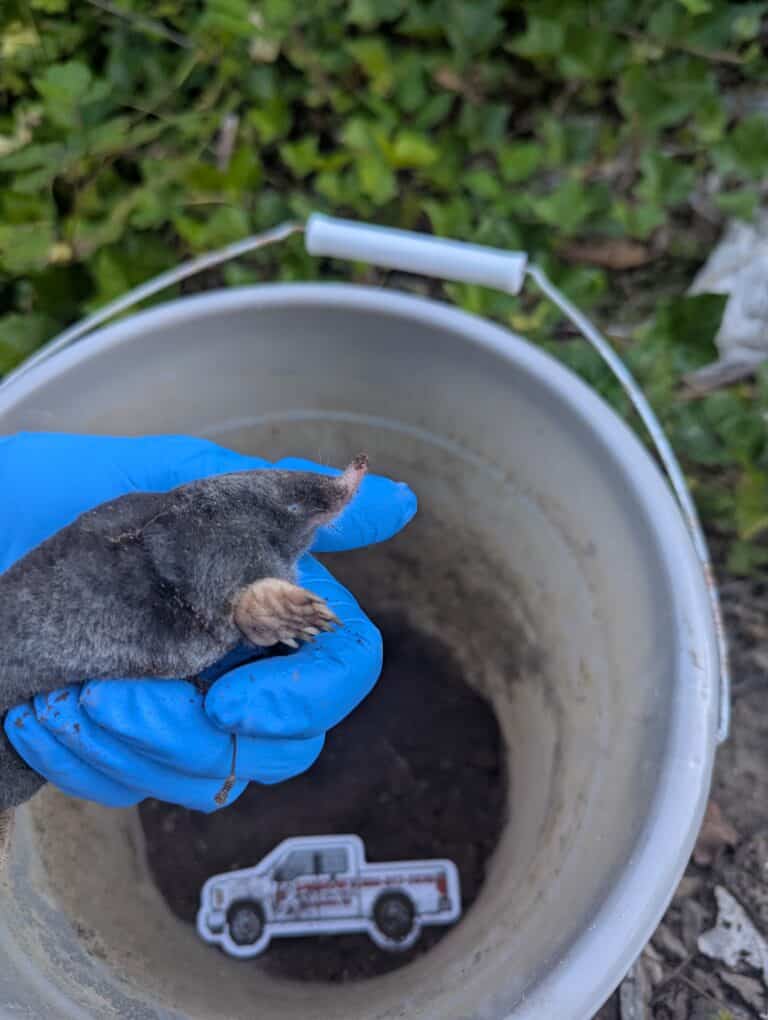 Townsend mole removed from a lawn in Whatcom County, Washington